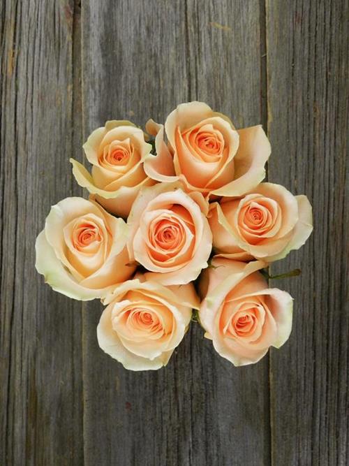 VERSILIA  PEACH ROSES